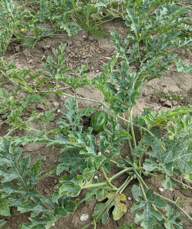 Wassermelonen