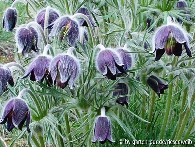 pulsatilla pratensis var nigricans