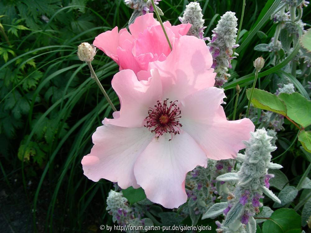 Dainty Bess