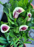 Calla Vermeer