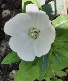 Clarkia weiss