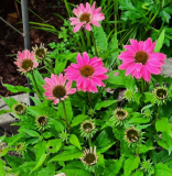 Echinacea pink