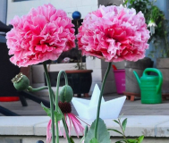 Rosa Mohn 2fach