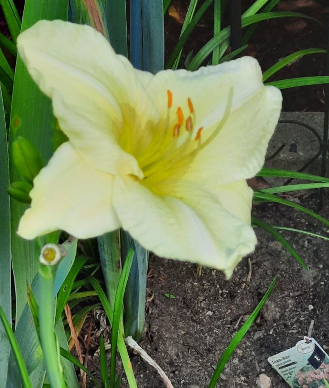 Jona Senior 2. Blüte