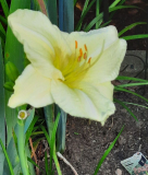 Jona Senior 2. Blüte