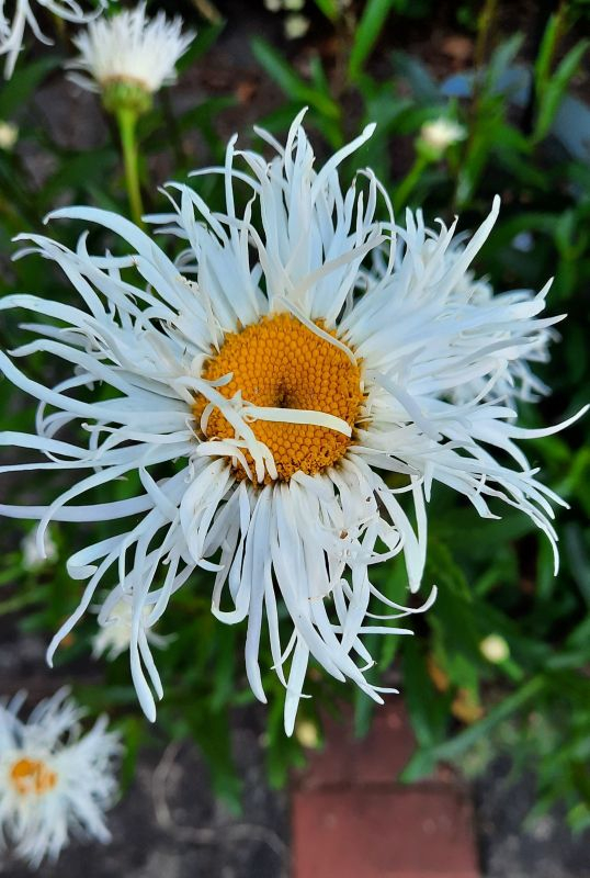 Leucanthemum .......