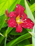 Hem rot