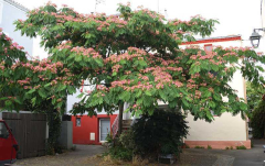 Albizia Nantes