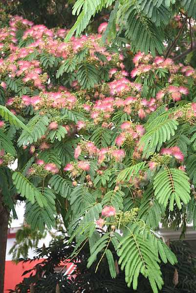 Albizia Nantes Detail
