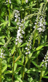 Lysimachia ephemerum