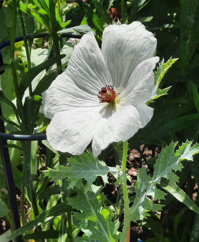 Stachelmohn im Juli
