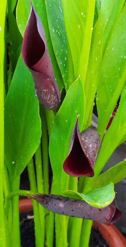 Calla schwarz