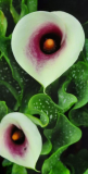 Calla Vermeer