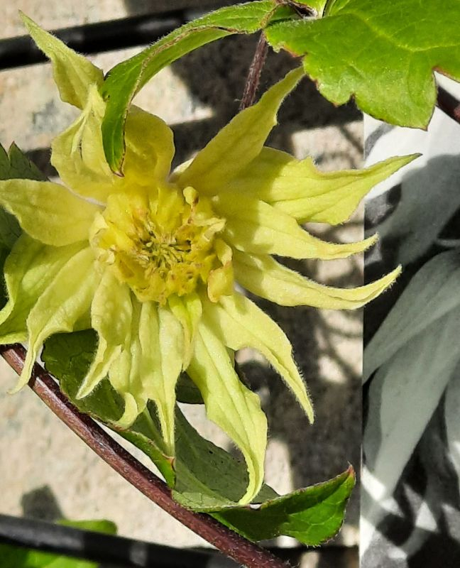 clematis Amber