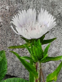 Stokesia weiss