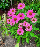 Echinacea pink im Juli