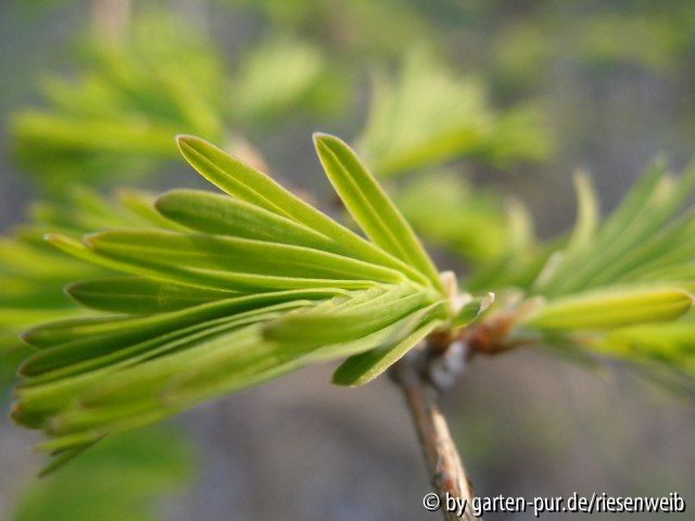 metasequoia glyptostroboides