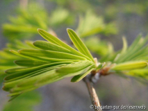 metasequoia glyptostroboides