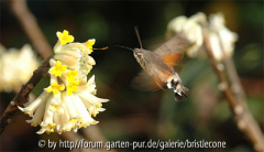 Taubenschwänzchen an Edgeworthia - Feb 2007