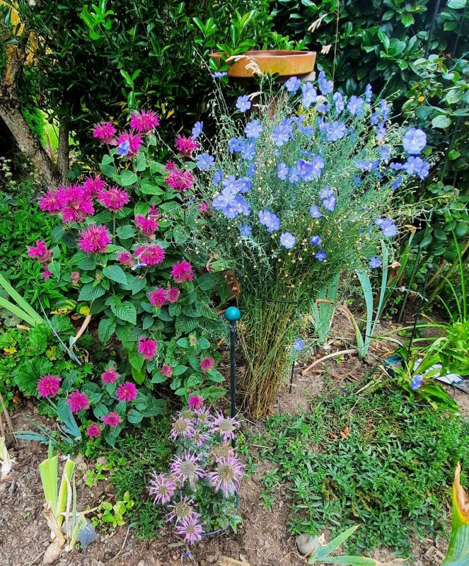 Monarda und Linum Perrenum im Juli