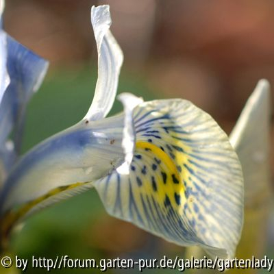 Katherine Hodgkin vom Hessenhof