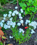Achillea ptarmica The Pearl