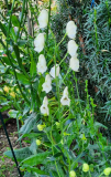 Aconitum napellus Album