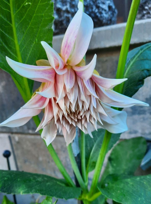 Dahlie Cafe au Lait im Kommen