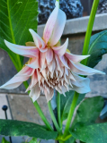 Dahlie Cafe au Lait im Kommen