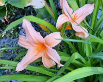 Hem Apricot
