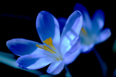 Krokus 1