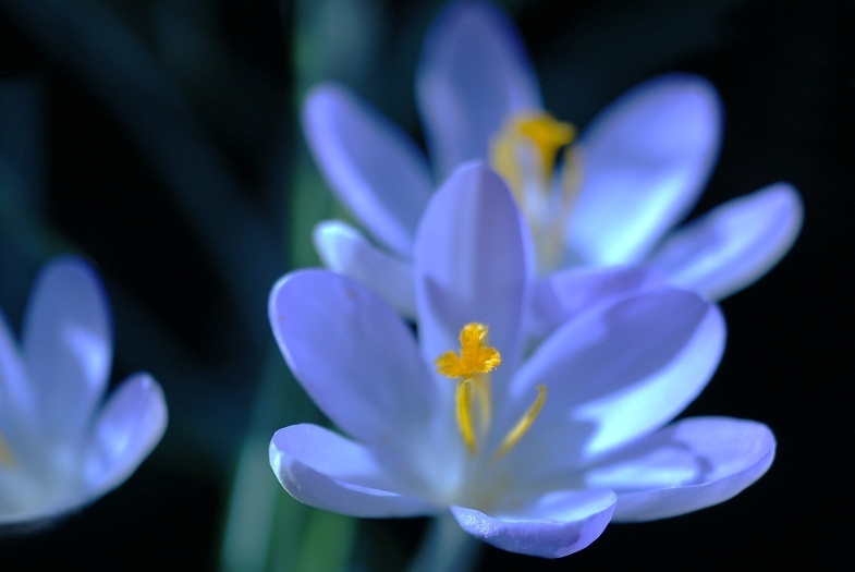 Krokus 2