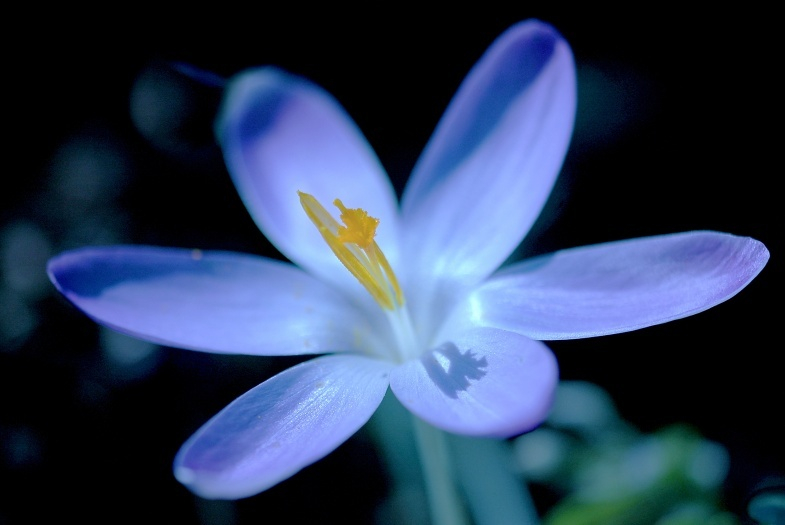 Krokus 3