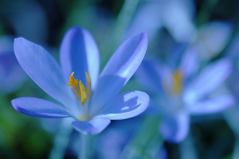 Krokus 5