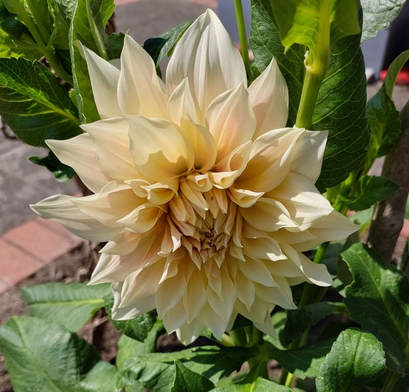 Cafe au Lait Vorgarten