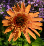 Echinacea Supreme Cantalouoe offen