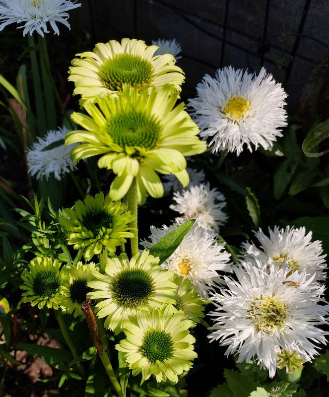 Echinacea Green jewel