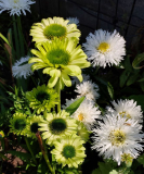 Echinacea Green jewel