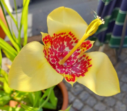 Tigrida Gelb