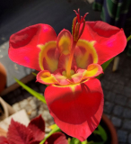 Tigrida Rot