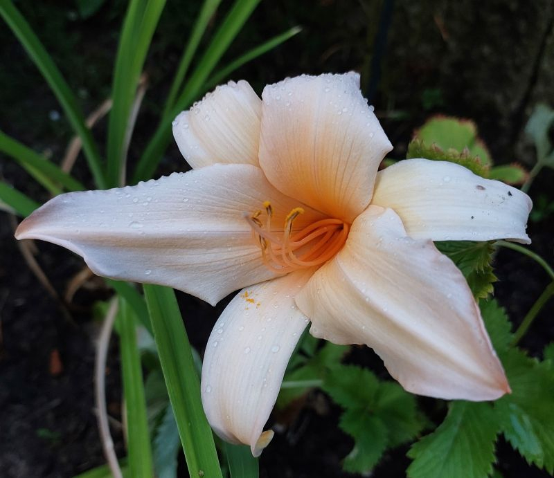 Unbekannte Taglilie in Apricot