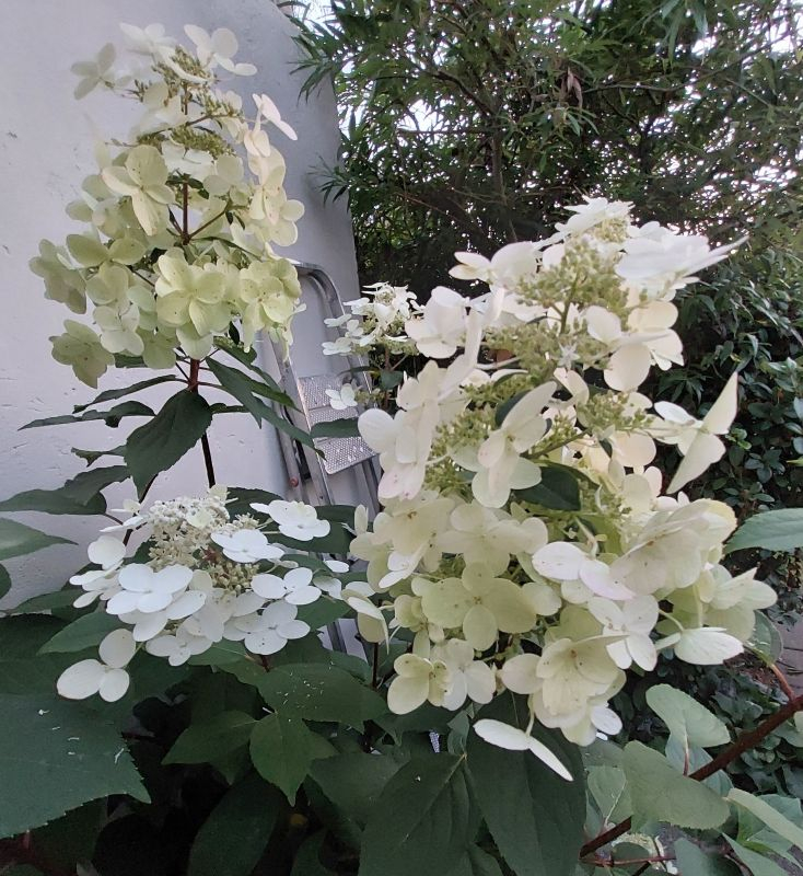 Weisse Hortensie