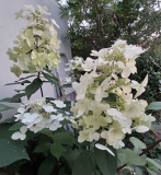 Weisse Hortensie