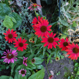 Echinacea 2x