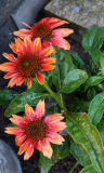 Echinacea mini
