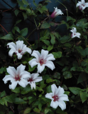 Clematis Princess Kate