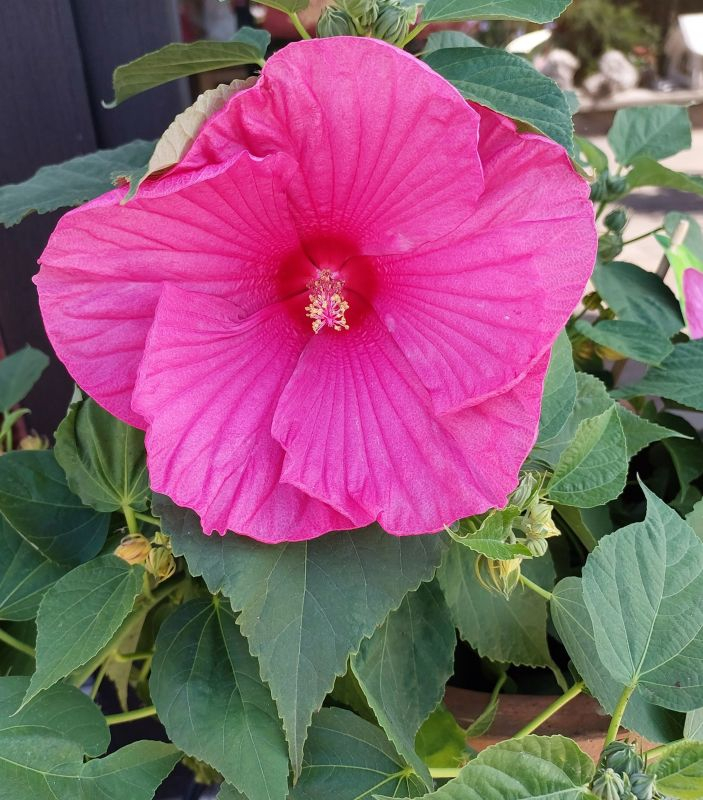 Riesen Hibiskus