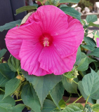 Riesen Hibiskus