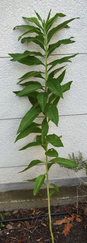 Blühstreik-Phlox3 Einzeltrieb