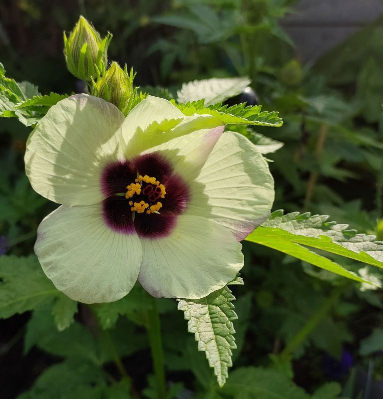 Hibiscus Cannabinus